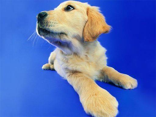 Playful Animal Picture Puzzle